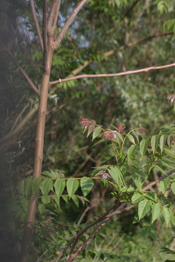 Ailanthus altissima